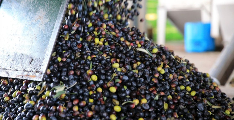 Zeytin Sıkımında Kullanılan Su Tarıma Altın Su Olacak