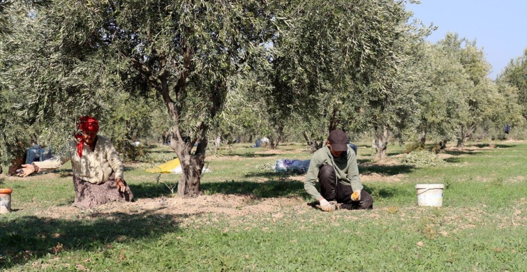 Zeytinyağı Tesisi Mahallelinin Geçim Kaynağı Oldu
