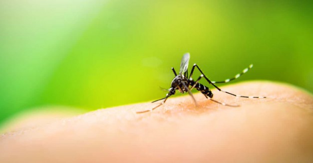 Zika Virüsünü Tetikleyen Protein Keşfedildi