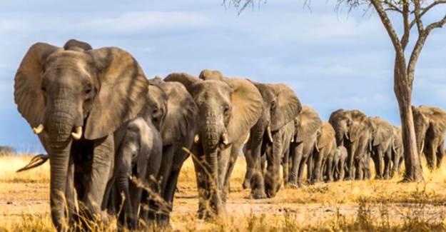Zimbabve'de Gizemli Bir Şekilde Ölen Fil Sayısı 34 Oldu