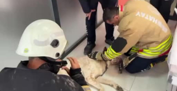 Zincir Sıkışan Köpek İtfaiye Ekiplerince Kurtarıldı