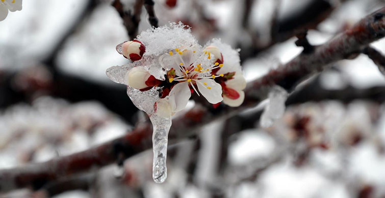 Zirai Don Nedir?