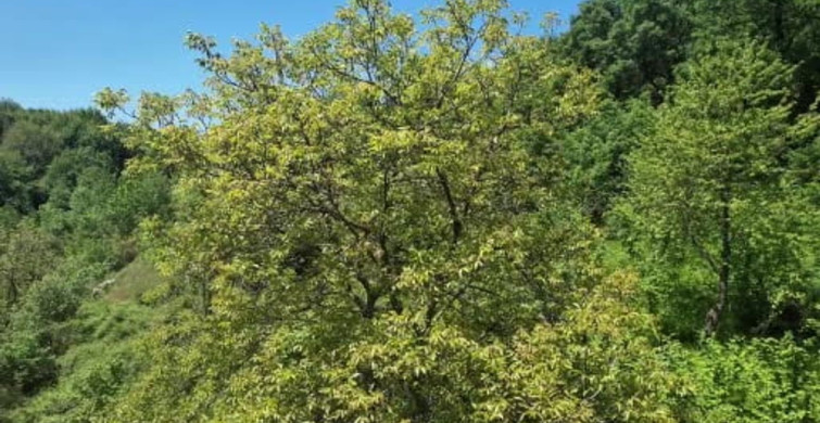 Zonguldak Ormanlarında Baharın Gelişi