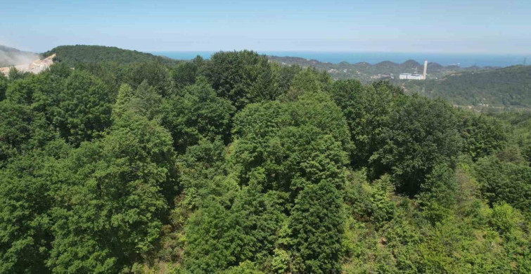 Zonguldak Ormanlarının Bahar Güzellikleri Dron ile Görüntülendi