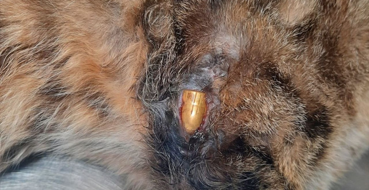 Zonguldak’ta Bacağına Mermi Isabet Eden Kedi Ameliyatla Kurtarıldı