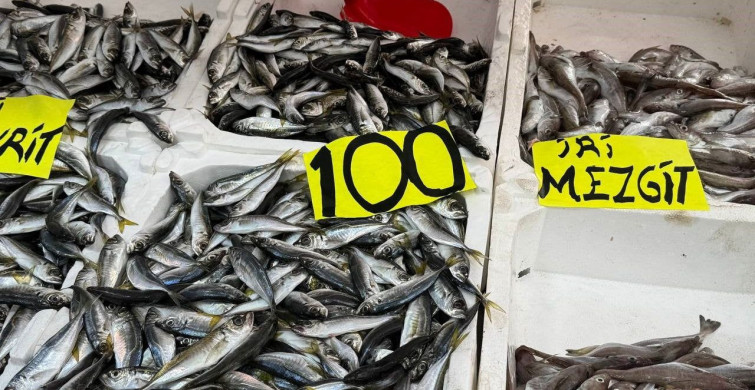 Zonguldak'ta İstavrit Bolluğu: Kilosu 100 Lira