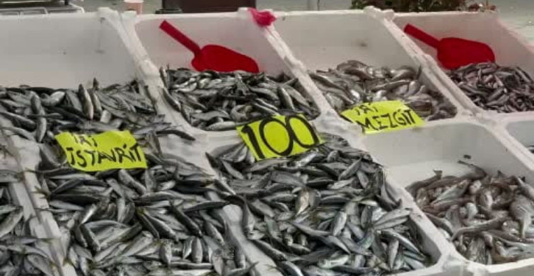 Zonguldak'ta İstavrit Bolluğu: Kilosu 100 Lira