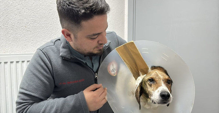 Zonguldak'ta Kanserli Köpek Kurtarıldı