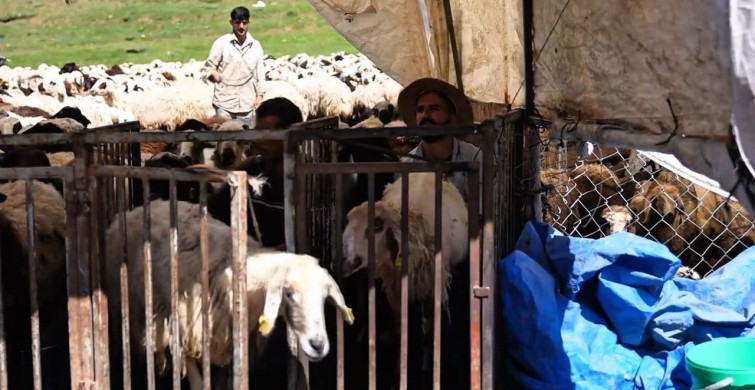 Zorlu yayla şartlarında tescilli lezzet üretiliyor