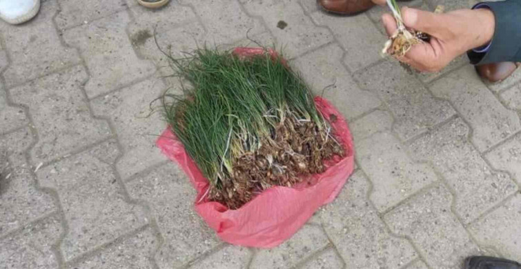 Zuzubak otu nedir, nerede yetişir? Zuzubak otu nerelerde yetişir, faydaları nelerdir? Birçok hastalığa iyi geliyor!