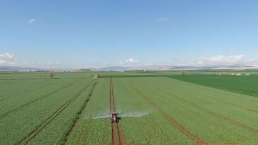 AB tescilli Araban sarımsağında yüksek rekolte ve kaliteli ürün bekleyişi arttı