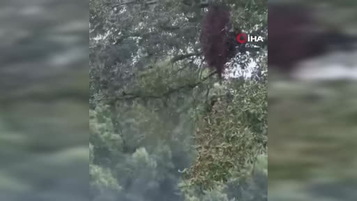 ABD'nin Texas eyaletine bağlı Orange County'de 400 kovan taşıyan kamyonun devrilmesi sonucu 24...