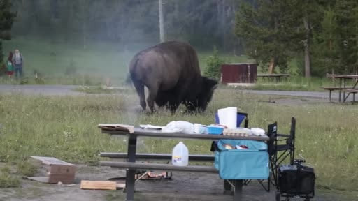ABD’nin Montana eyaletindeki Yellowstone Ulusal Parkı’nda bir bizonun boynuzlarıyla yaklaşık 2,5...