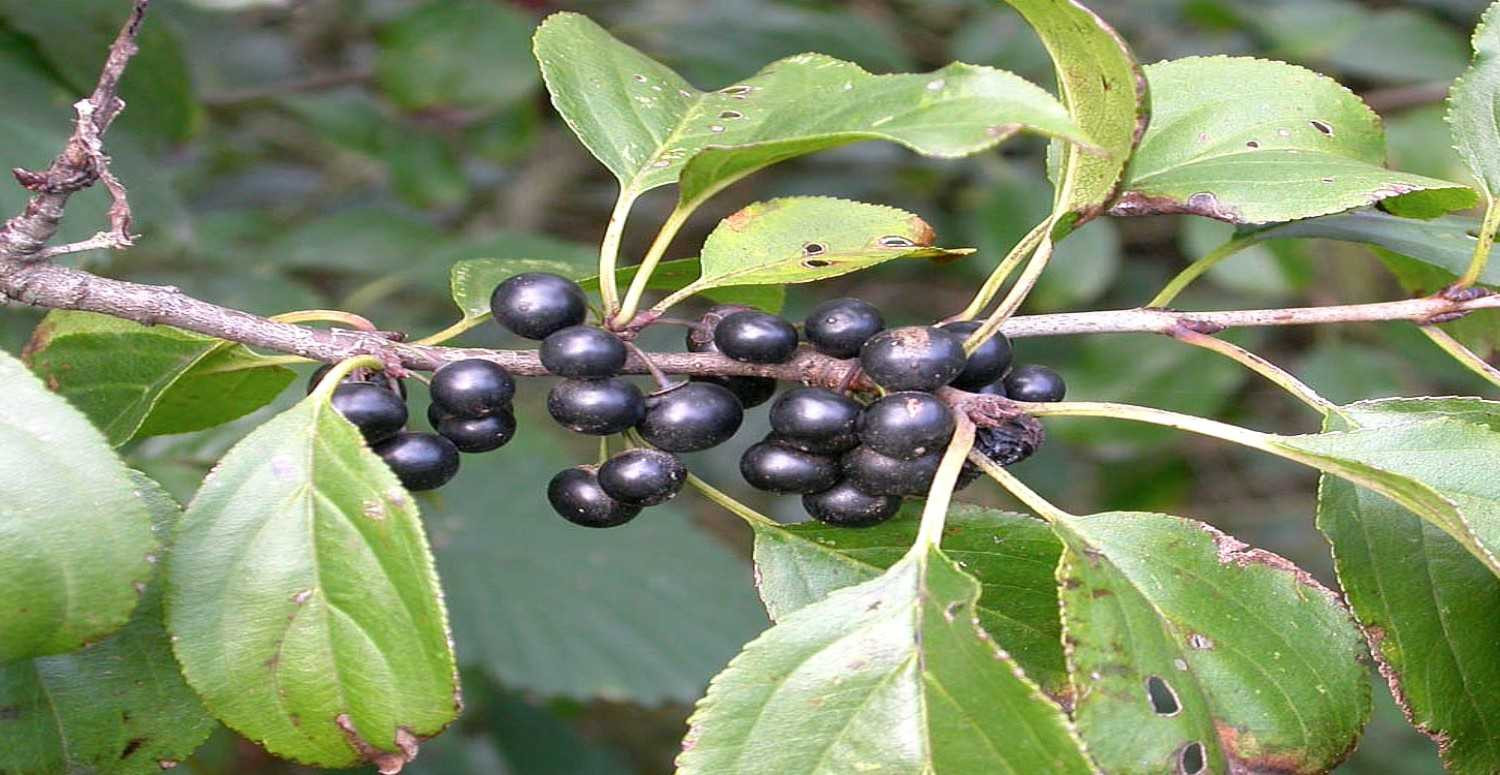acı çehre yararları