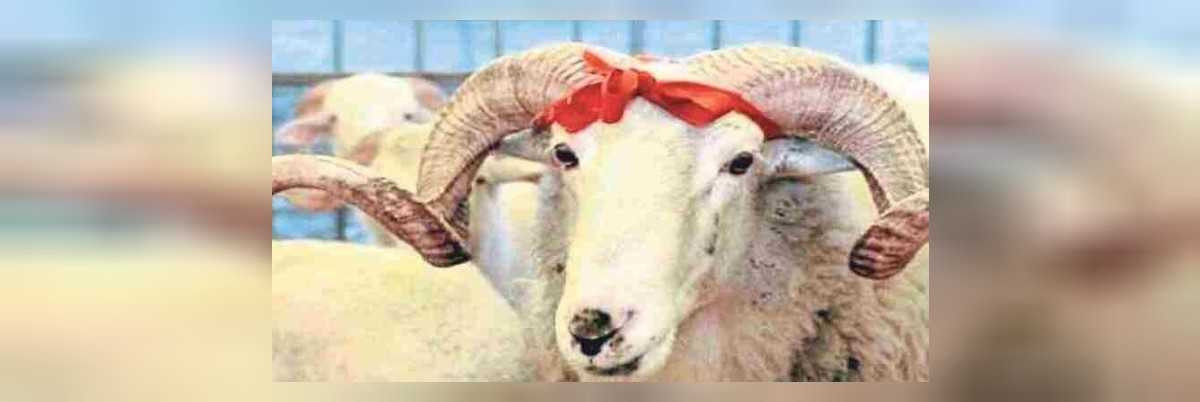 adana kurbanlık fiyatları
