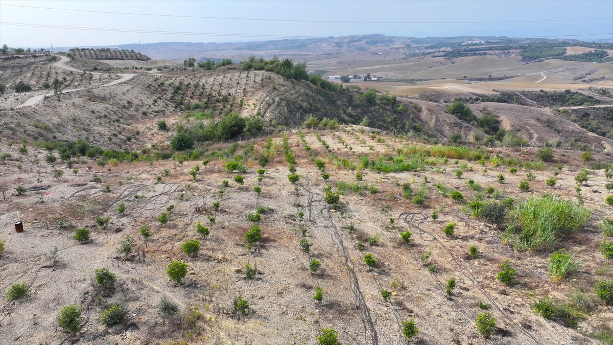 Adana'da 67 yaşındaki emekli makine mühendisi Cihangir Kasapoğlu, devletten kiraladığı 156...