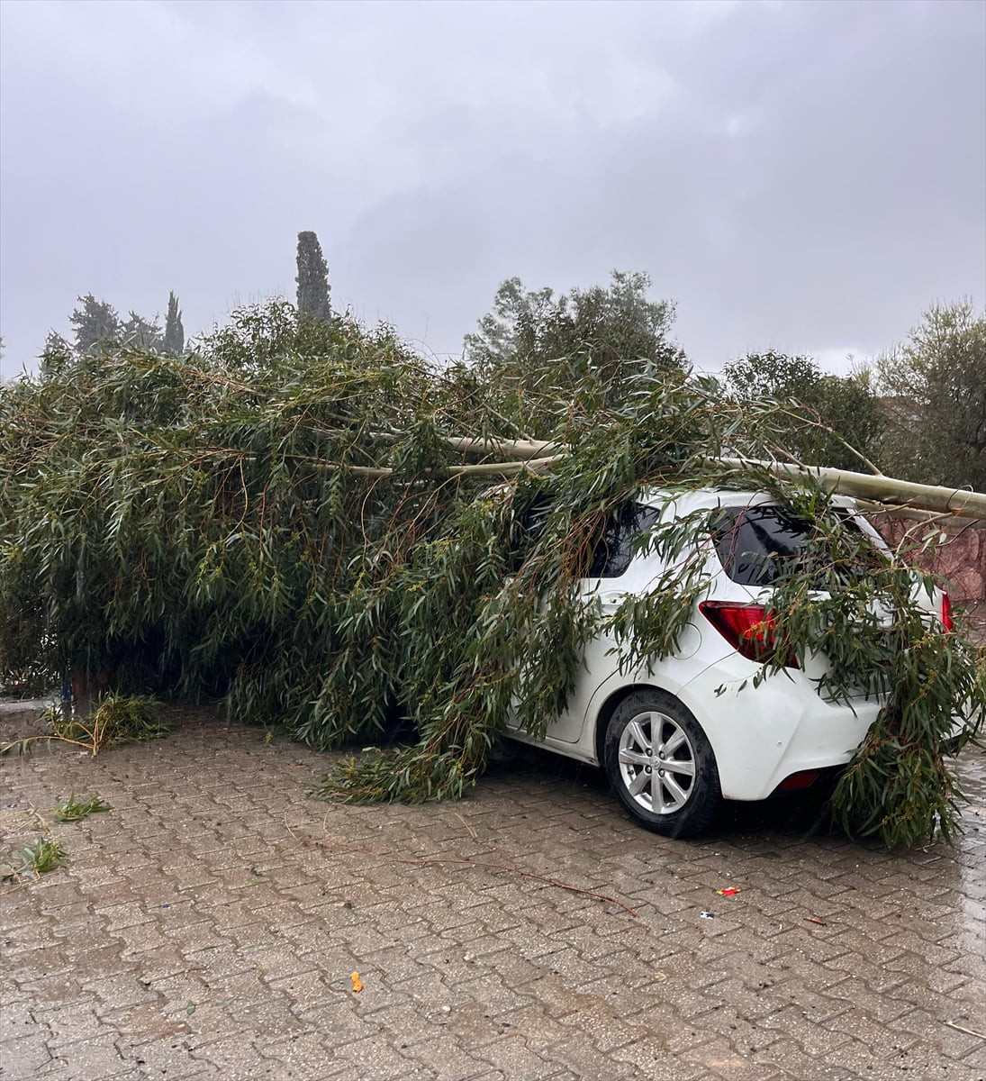 Adana'da etkili olan sağanak ve şiddetli rüzgar nedeniyle ağaçlar devrildi. Dalların altında kalan...