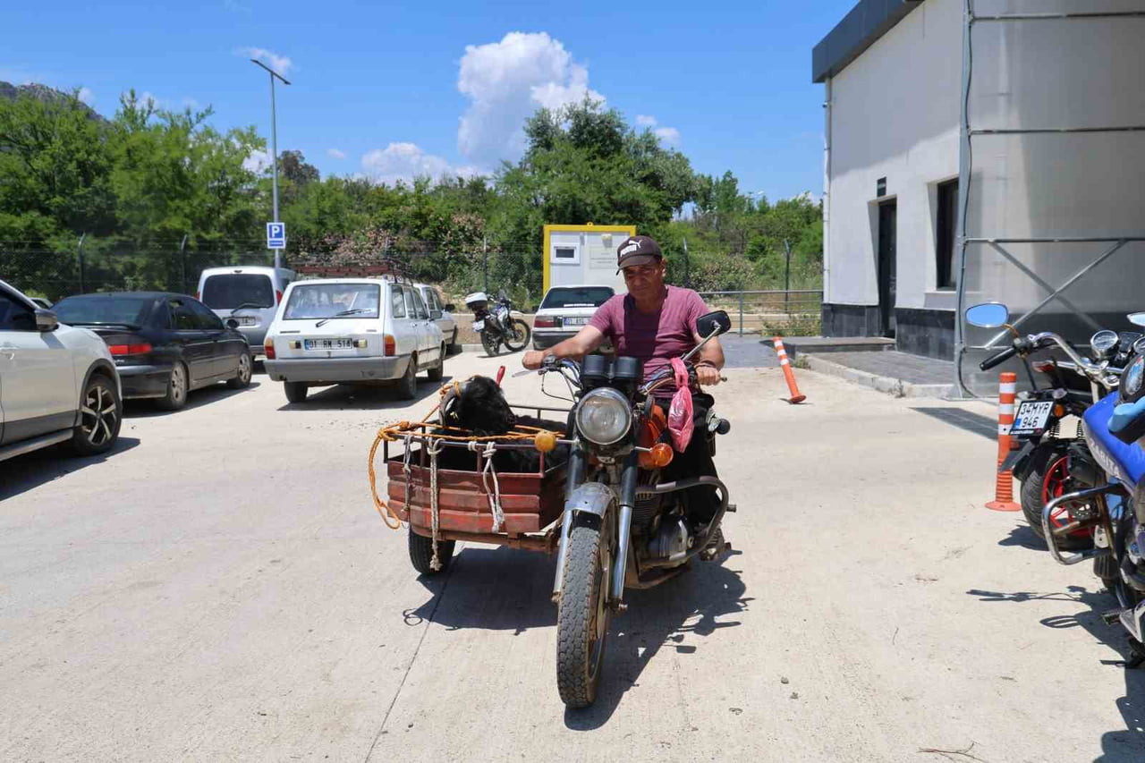 ADANA'DA KURBANLIKLARIN OTOMOBİLLERİN BAGAJINDA, KOLTUKLARINDA VE SEPETLİ MOTOSİKLETLERLE...