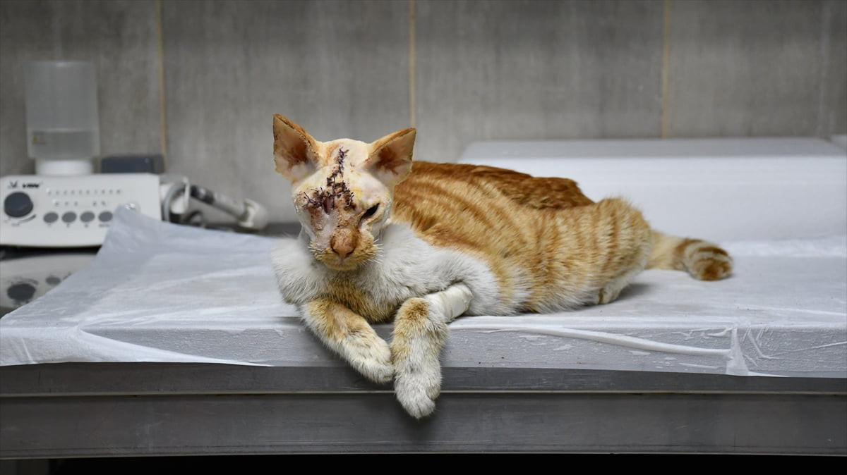 Adana'da sahipsiz köpeğin saldırısı sonucu kafatasında kırıklar ve gözünde hasar oluşan kedi...