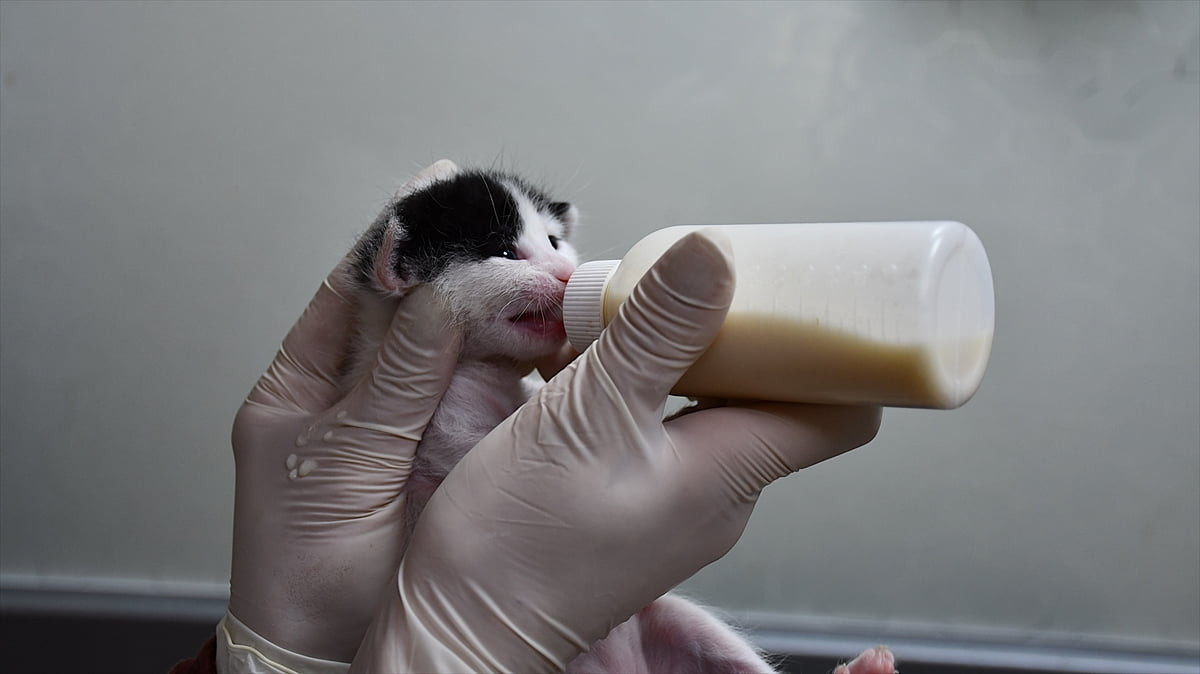 Adana'da zorlandığı doğum sırasında 2 yavrusunu kaybeden kedi, sahibi tarafından götürüldüğü...