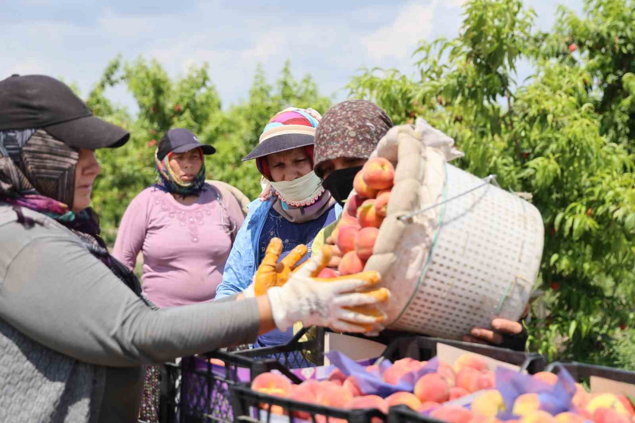ADANA'NIN KOZAN İLÇESİNDE ERKENCİ ŞEFTALİ HASADI BAŞLADI.