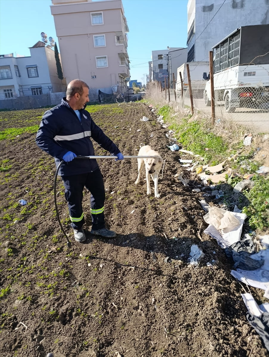 Adana'nın merkez Seyhan ilçesinde belediye ekiplerince toplanan sahipsiz köpekler barınağa...