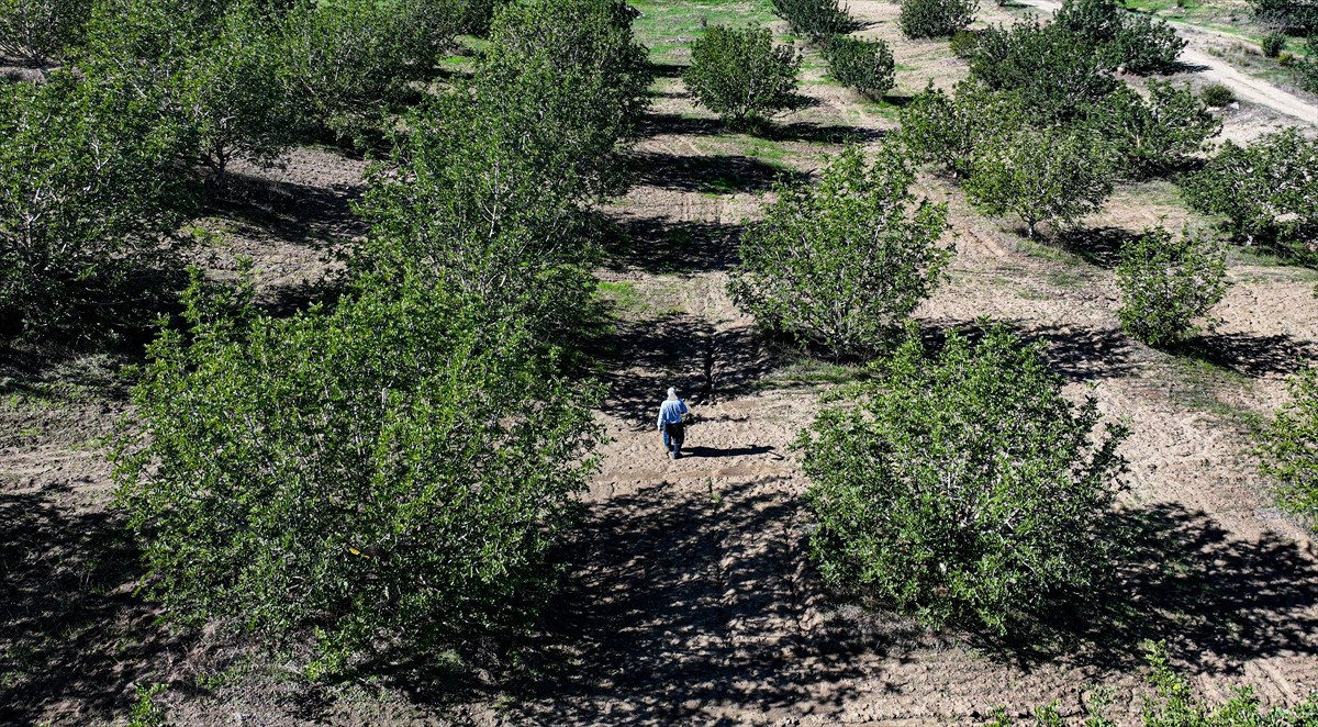 Adanalı çiftçi Hüseyin Bebeç, çorak araziyi keçiboynuzuyla yeşerterek tarıma kazandırdı....