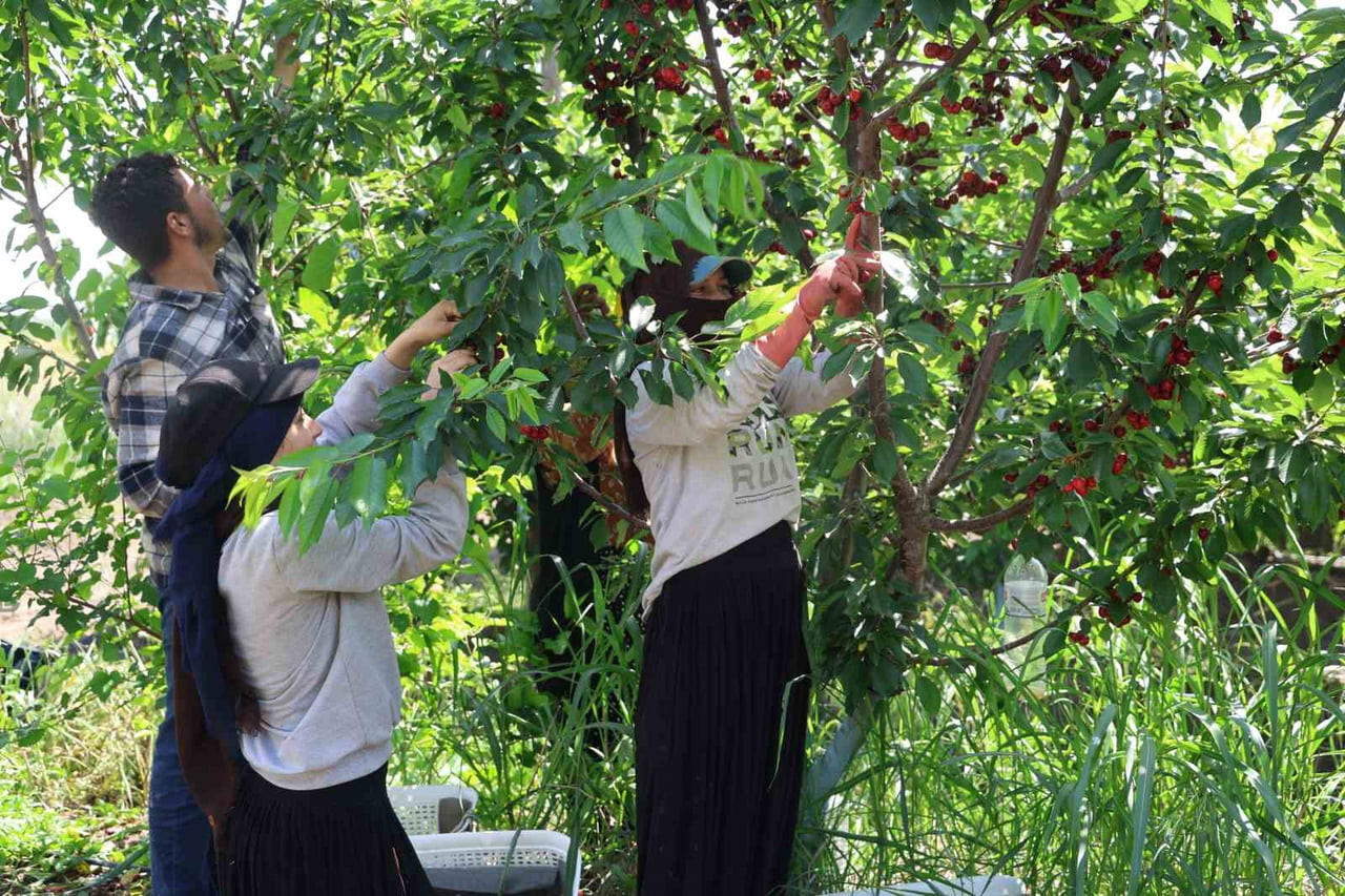ADANA’NIN İMAMOĞLU İLÇESİNDE ÜRETİCİ FATİH KARA, GENELLİKLE YÜKSEK RAKIMLI YAYLA BÖLGELERİNDE...