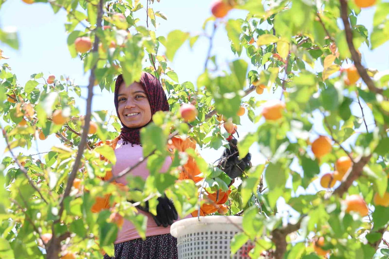 ADANA’NIN KOZAN İLÇESİNDE ERKENCİ KAYISI HASADI BAŞLADI. GAZİKÖY MAHALLESİ’NDE 30 DÖNÜM ARAZİDE...