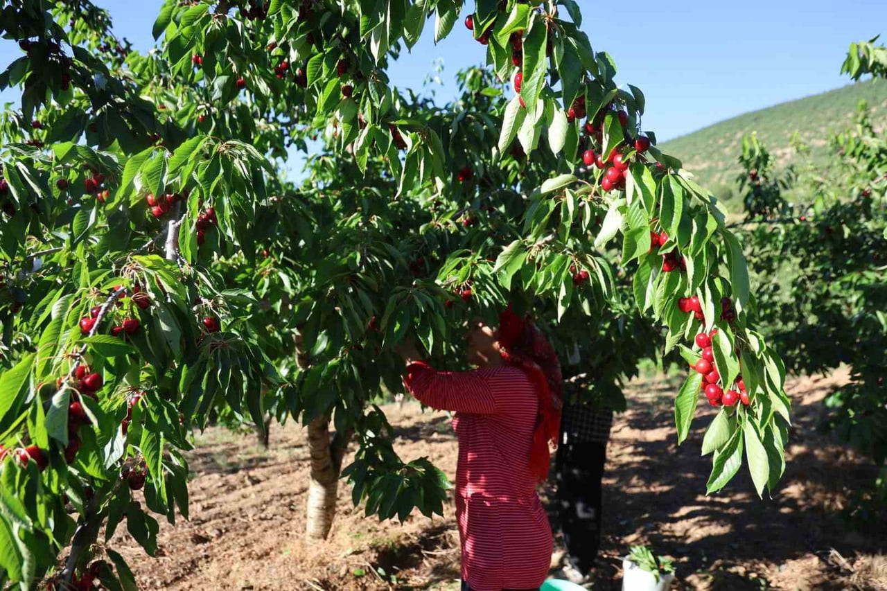 ADANA’NIN SAİMBEYLİ İLÇESİNİN SİMGESİ VE ÜNLÜ LEZZETLERİNDEN BİRİ OLAN DALBASTI KİRAZINDA HASAT...