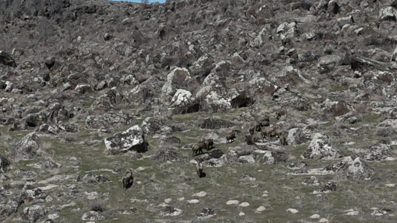 ADİLCEVAZ İLÇESİNDE SON DÖNEMDE ARTAN YABAN DOMUZU POPÜLASYONU, ÇİFTÇİLERİN KABUSU HALİNE...
