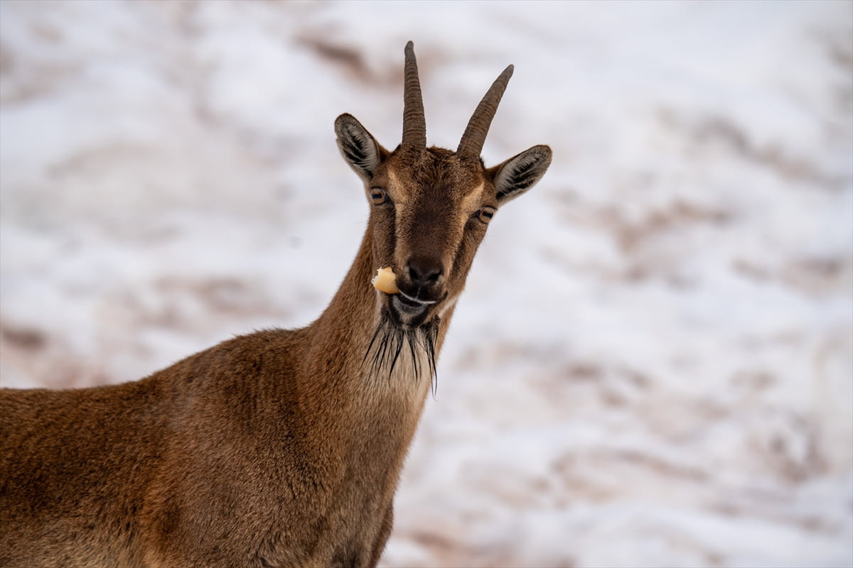 Adıyaman'da köy merkezine inen yaban keçileri, karlı bölgede yiyecek ararken görüntülendi.