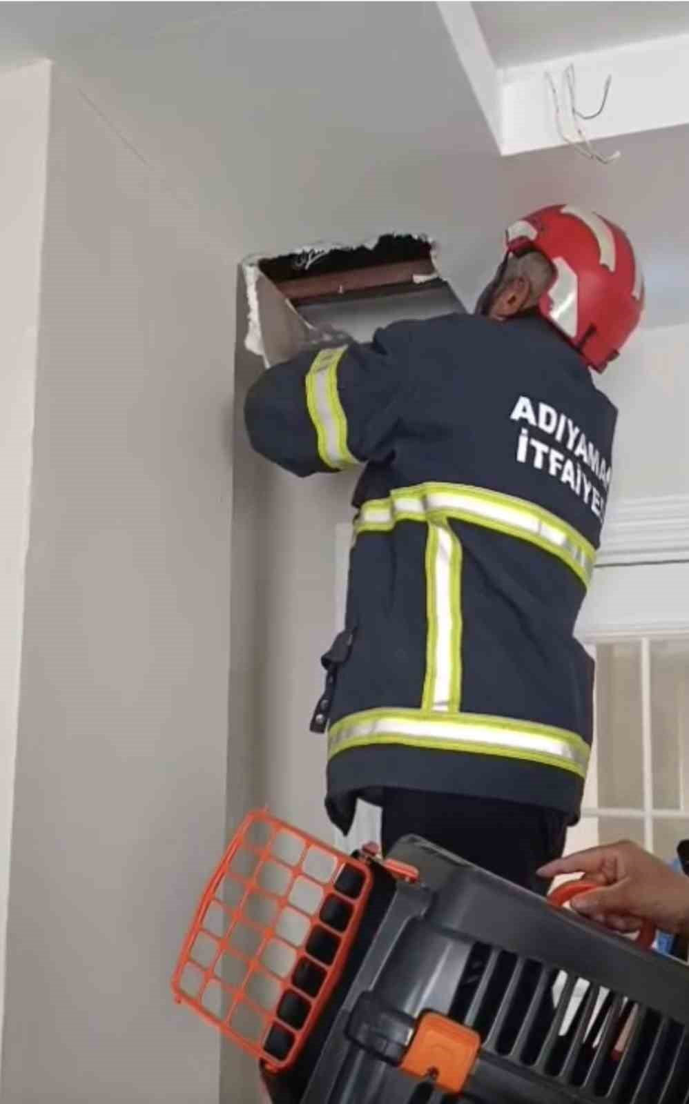 ADIYAMAN’DA ANNE KEDİ TARAFINDAN ASMA TAVANDA DÜNYAYA GETİRİLEN 4 YAVRU KEDİ SIKIŞTIKLARI YERDEN...