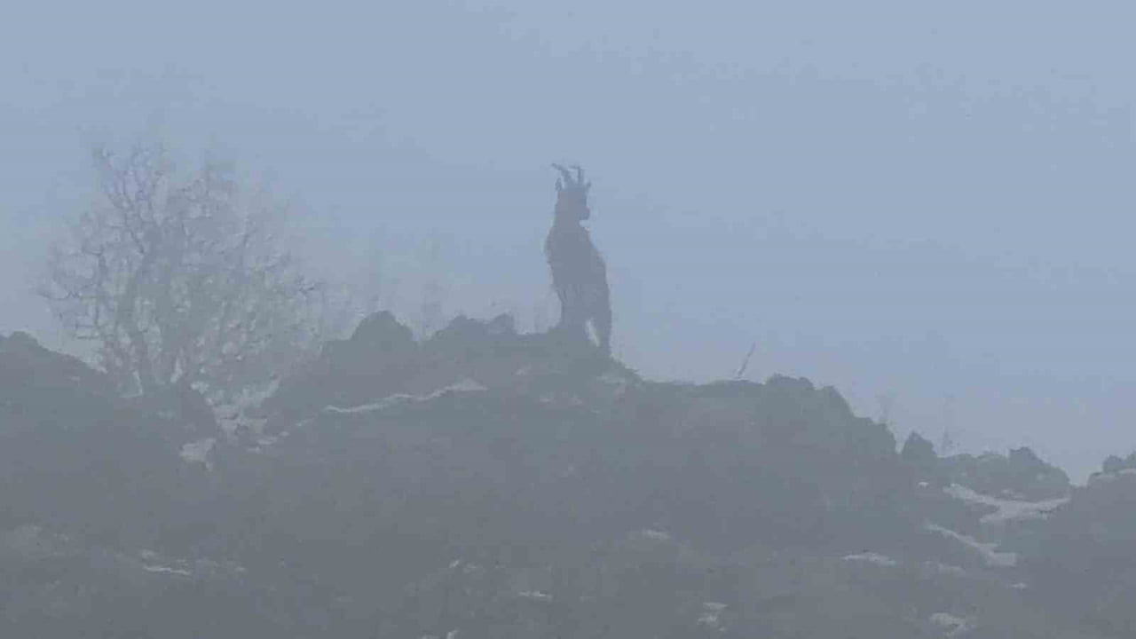 ADIYAMAN’DA ETKİLİ OLAN SİSLİ HAVA, DOĞADA NADİR RASTLANAN DAĞ KEÇİLERİ KARPOSTALLIK GÖRÜNTÜLERE...