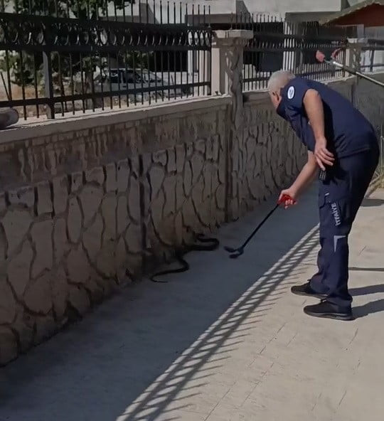 ADIYAMAN’DA, HASTANE YANINDA GÖRÜNEN YAKLAŞIK 2 METRE UZUNLUĞUNDAKİ YILAN PANİĞE NEDEN...