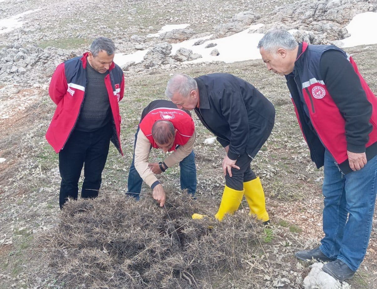 ADIYAMAN’DA HUBUBAT ÜRETİMİNDE ÖNEMLİ ZARARLILARDAN BİRİ OLAN SÜNEYE KARŞI YÜRÜTÜLEN MÜCADELE...