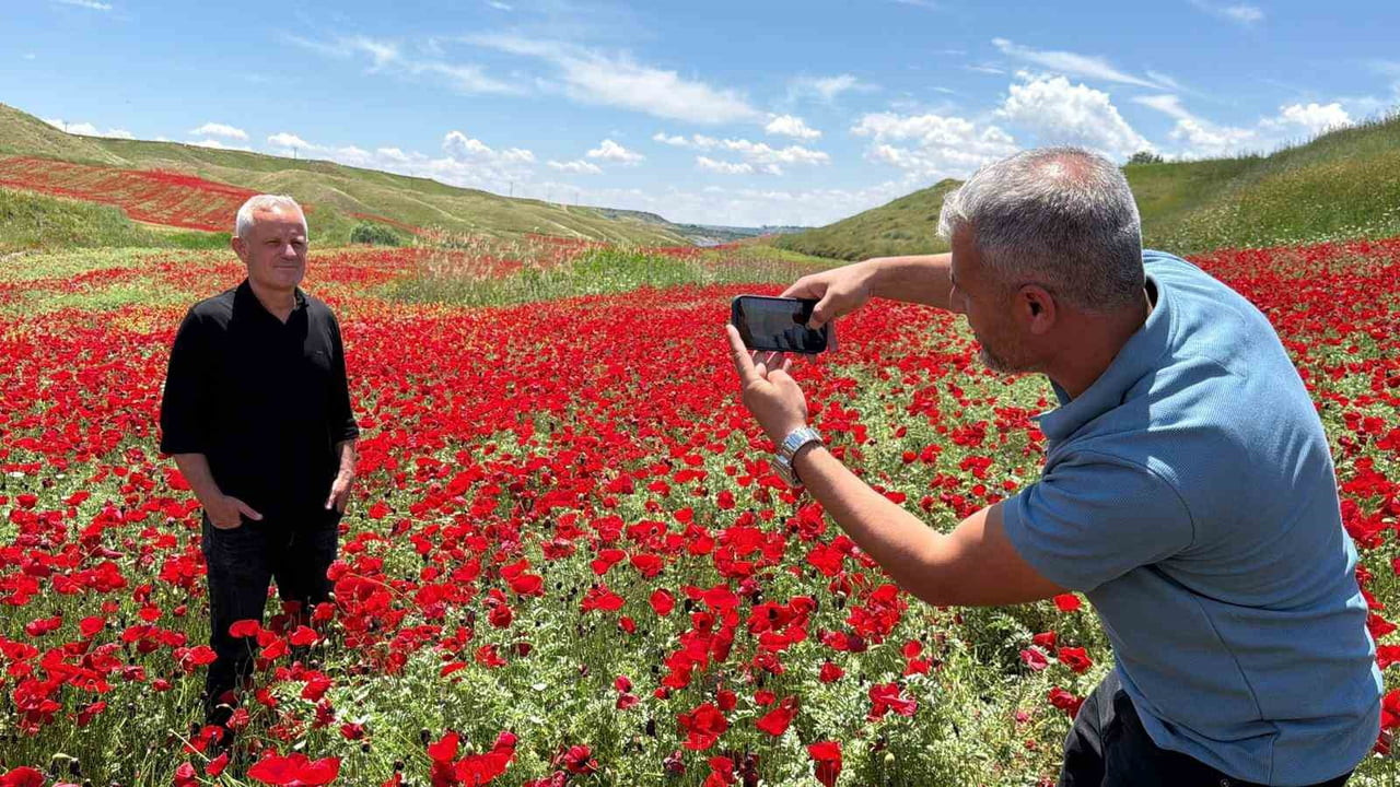 ADIYAMAN’DA, NOHUT EKİLİ YAKLAŞIK 50 DÖNÜMLÜK ALAN, AÇAN GELİNCİK ÇİÇEKLERİYLE KIRMIZIYA...