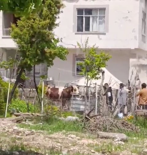 ADIYAMAN’DA SAHİPLERİNİN ELİNDEN KAÇAN BÜYÜKBAŞ KURBANLIK UYUŞTURUCU İĞNE VURULARAK...