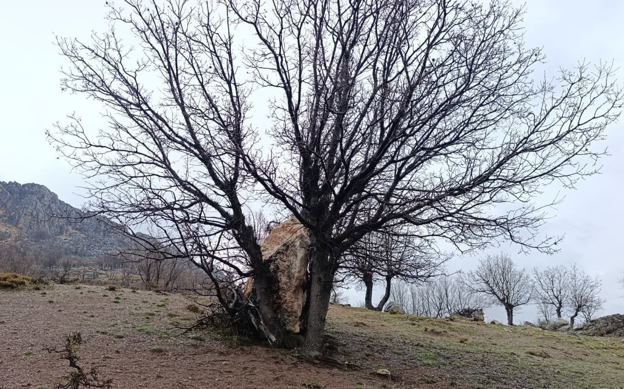 ADIYAMAN’DA YAMAÇTAN KOPARAK YUVARLANAN BÜYÜK BİR KAYA PARÇASI, BİR AĞACA TAKILARAK DURDU. AĞACIN...