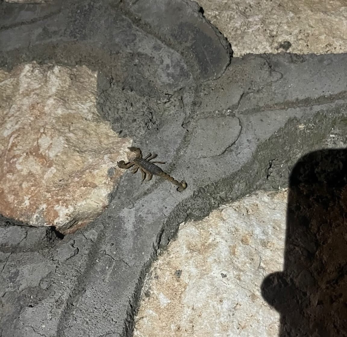ADIYAMAN’IN KENT MERKEZİNDE BİR ÇOK FARKLI NOKTALARDA VATANDAŞLAR TARAFINDAN AKREPLER GÖRÜLMEYE...