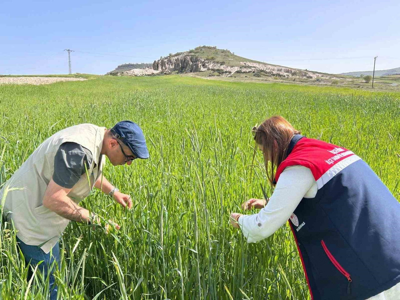AFYONKARAHİSAR TARIM VE ORMAN İL MÜDÜRLÜĞÜ TARAFINDAN HUBUBAT ÜRÜNLERİNDE REKOLTENİN ARTTIRILMASI...