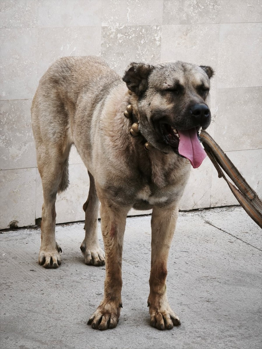 Afyonkarahisar'da köpek dövüştüren 12 şüpheli gözaltına alındı. Dövüştürülen 2 köpek, koruma...
