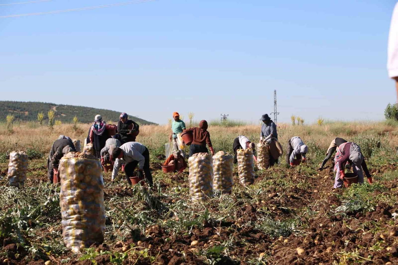 AFYONKARAHİSAR'IN SANDIKLI İLÇESİNDE HASADI BAŞLAYAN PATATES BU YIL KİLOGRAM FİYATI İLE...
