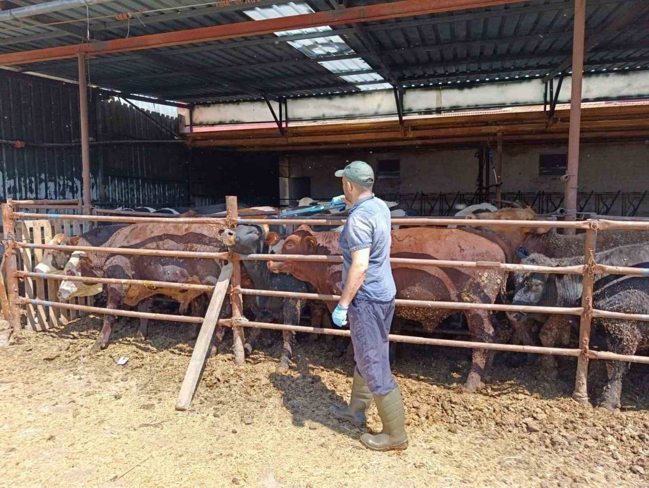 AFYONKARAHİSAR'IN ŞUHUT İLÇESİNDE HAYVANCILIK FAALİYETLERİNİN SAĞLIKLI VE GÜVENLİ ŞEKİLDE...