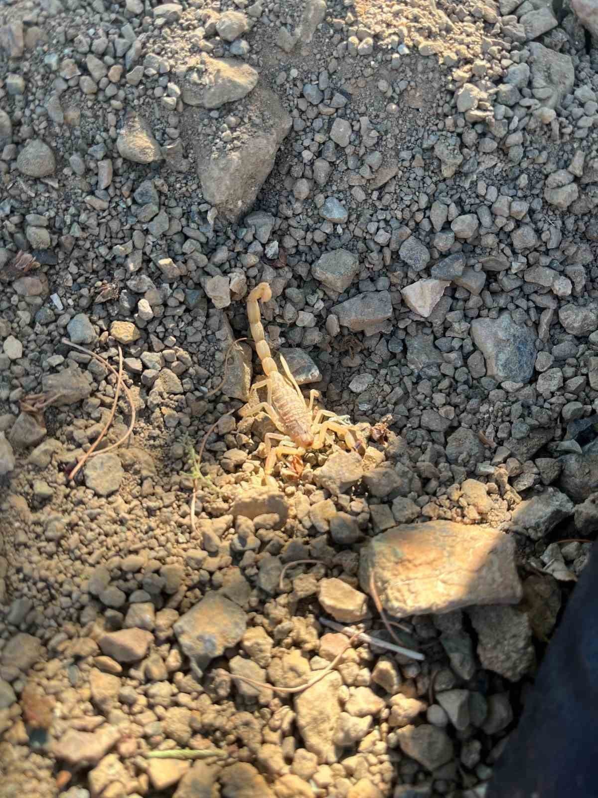 AFYONKARAHİSAR'IN ŞUHUT İLÇESİNE BAĞLI KARAADİLLİ BELDESİNDE VİŞNE HASADI SIRASINDA AKREP SOKAN...