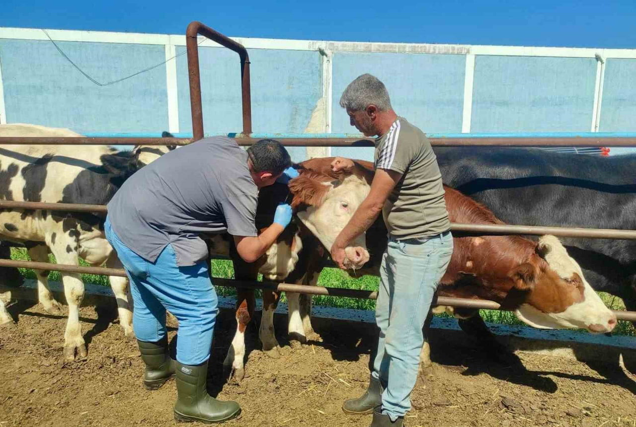AFYONKARAHİSAR’DA HAYVAN HASTALIKLARININ KONTROL ALTINA ALINMASI, GÜVENİLİR GIDA ARZININ...