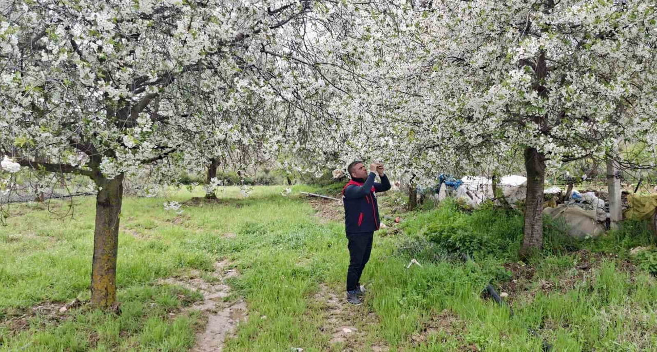 AFYONKARAHİSAR’DA ZİRAİ DON UYARISININ YAPILDIĞI BÖLGELERDE HASAR TESPİT ÇALIŞMASI...