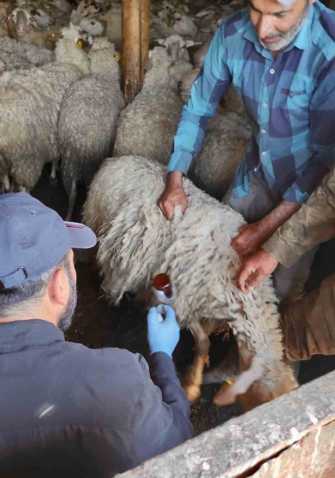AFYONKARAHİSAR’IN BOLVADİN İLÇESİNDE KÜÇÜKBAŞ HAYVANLARA YÖNELİK AŞILAMA, KÜPELEME, TESPİT VE...