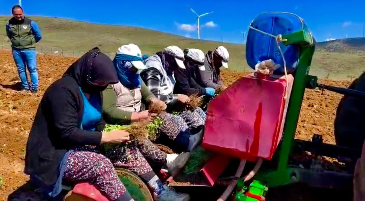 AFYONKARAHİSAR’IN DİNAR İLÇESİNDE HAYATA GEÇİRİLEN ‘KEKİK YETİŞTİRİCİLİĞİ’ PROJESİ İLE YILLARDAN...