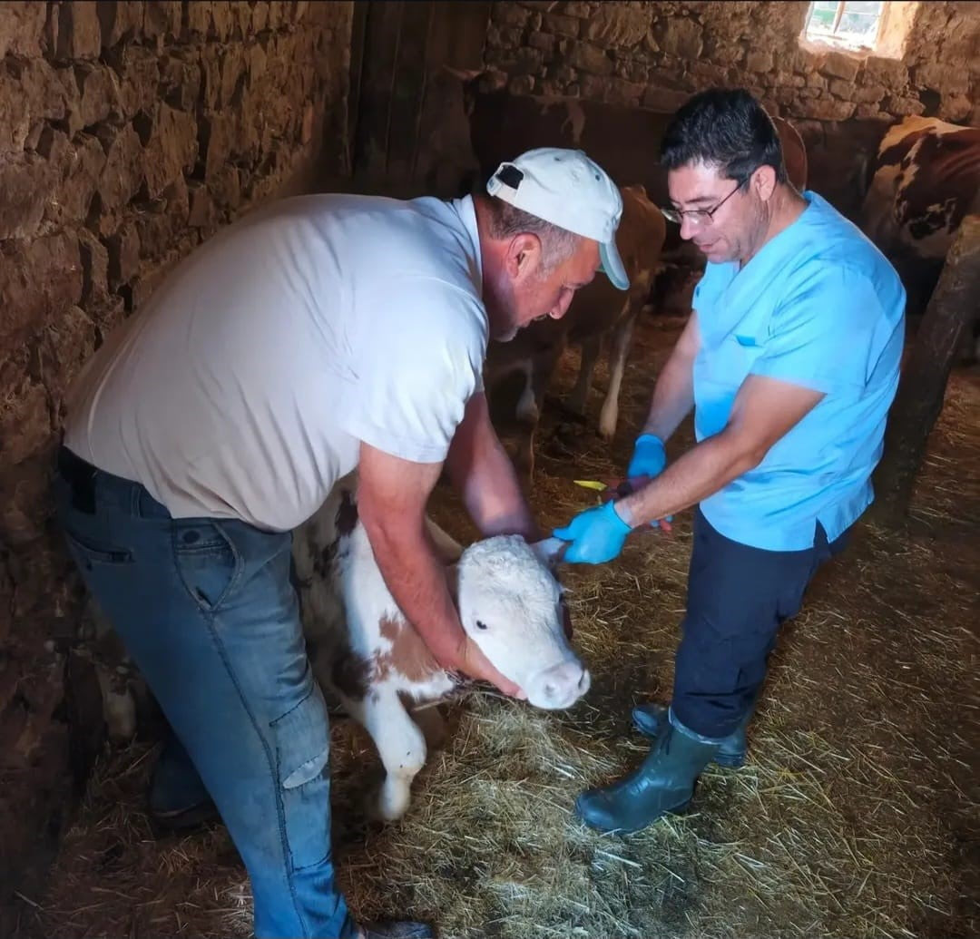 AĞIN’DA BÜYÜKBAŞ HAYVANLARDA AŞILAMA VE KÜPELEME ÇALIŞMASI